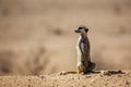 Meerkat in Kgalagari transfrontier park, South Africa Royalty Free Stock Photo