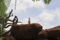 Meerkat alert on a rock while watching intently