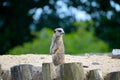 Meerkat alert to danger and standing guard