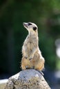 Meerkat also called Suricate guarding the Nest