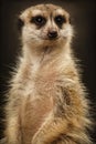 Meerkat animal portrait closeup in zoo Royalty Free Stock Photo