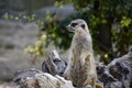 Meerkat animal , wildlife zoo portrait Royalty Free Stock Photo