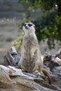 Meerkat animal , wildlife zoo portrait Royalty Free Stock Photo
