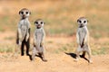 Meerkat babies Royalty Free Stock Photo