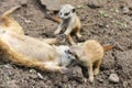 Meerkat babies Royalty Free Stock Photo