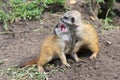 Meerkat babies Royalty Free Stock Photo