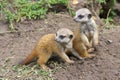 Meerkat babies Royalty Free Stock Photo