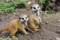 Meerkat babies Royalty Free Stock Photo