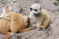 Meerkat babies Royalty Free Stock Photo