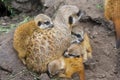 Meerkat babies