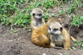 Meerkat babies Royalty Free Stock Photo