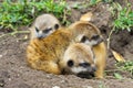 Meerkat babies