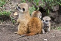 Meerkat babies Royalty Free Stock Photo