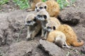 Meerkat babies Royalty Free Stock Photo