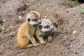 Meerkat babies Royalty Free Stock Photo