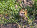 An Afriican meerkat baby in the plants