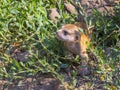 An Afriican meerkat baby in the plants