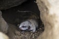 Newborn meerkat baby on the dry ground