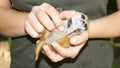 A meerkat baby on its zookeper hand