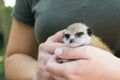 A meerkat baby on its zookeper hand