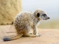 Meerkat baby