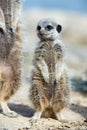 Meerkat Royalty Free Stock Photo