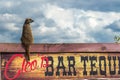 Meerkat on look out on a bar sign.