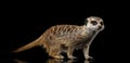 Meerkat on black background