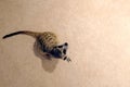 Meerkat on the carpet at home, top view. Royalty Free Stock Photo