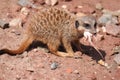 Meerkat catches mouse