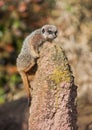 Meerkat climbing on the termitary