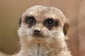 Meerkat close up Royalty Free Stock Photo