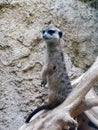 Meerkat close up at Berlin Zoo Royalty Free Stock Photo