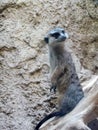 Meerkat close up at Berlin Zoo Royalty Free Stock Photo