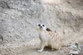 Meerkat Royalty Free Stock Photo