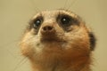 Meerkat close up looking up Royalty Free Stock Photo