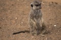 Meerkat Royalty Free Stock Photo