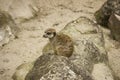 meerkat close-up on a rock Royalty Free Stock Photo