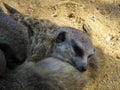 Meerkat closeup: slepping in group Royalty Free Stock Photo