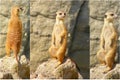 Meerkat collage Royalty Free Stock Photo