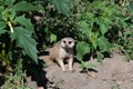 Meerkat coming out of hiding Royalty Free Stock Photo