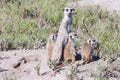 Meerkat with cubs Royalty Free Stock Photo
