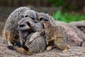 Meerkat Cuddle