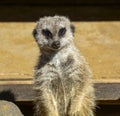 Meerkat Royalty Free Stock Photo