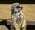 Meerkat Royalty Free Stock Photo