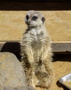 Meerkat Royalty Free Stock Photo