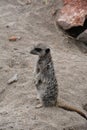 Meerkat. A cute, predatory animal from Africa