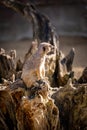 The Meerkat Den Royalty Free Stock Photo