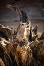 The Meerkat Den Royalty Free Stock Photo