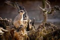 The Meerkat Den Royalty Free Stock Photo